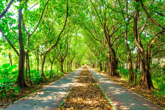 阳光树林小路