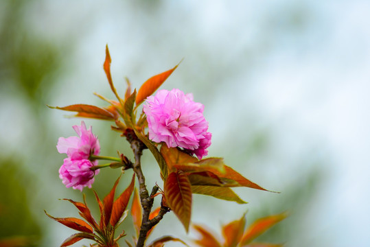 樱花