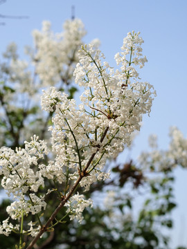 丁香花 白丁香