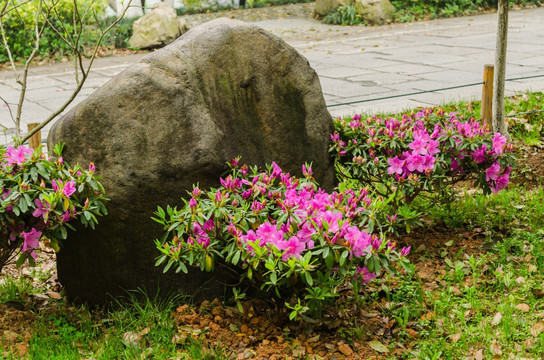 杜鹃花小景