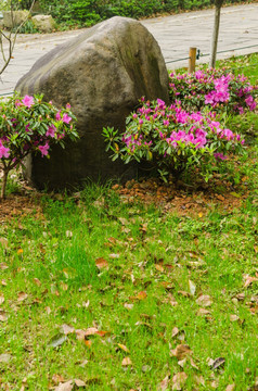 杜鹃花小景