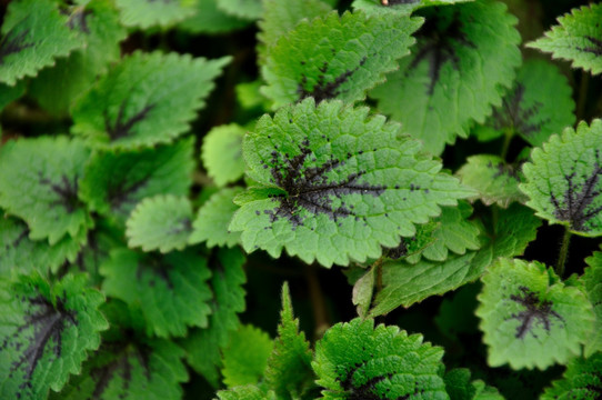 绿色植物