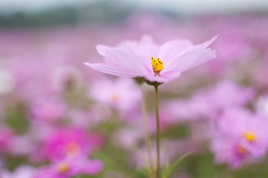 波斯菊