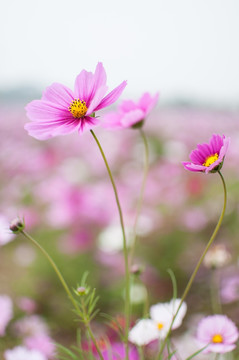 波斯菊