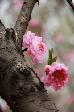 桃花笑春风