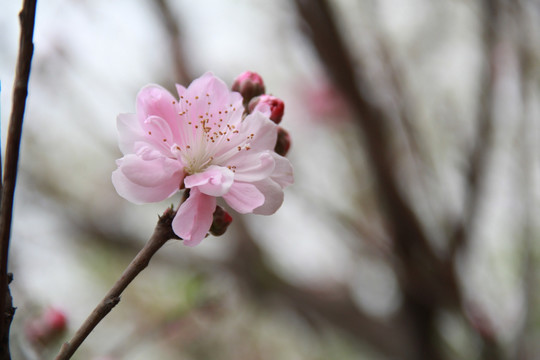 桃花笑春风