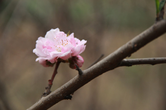 一枝桃花