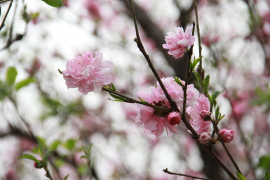 桃花笑春风