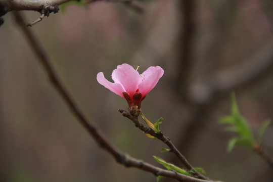 一枝桃花