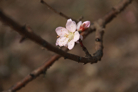 一枝桃花