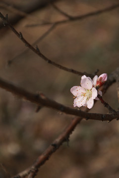 一枝桃花