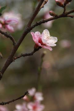 一枝桃花