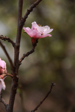 一枝桃花