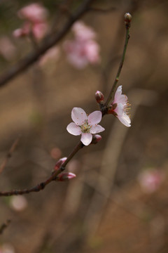 一枝桃花