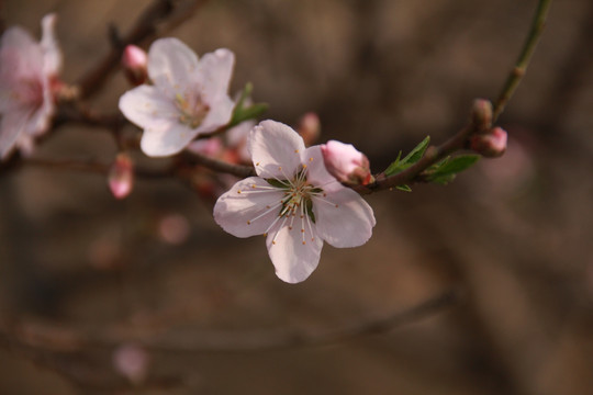 一枝桃花