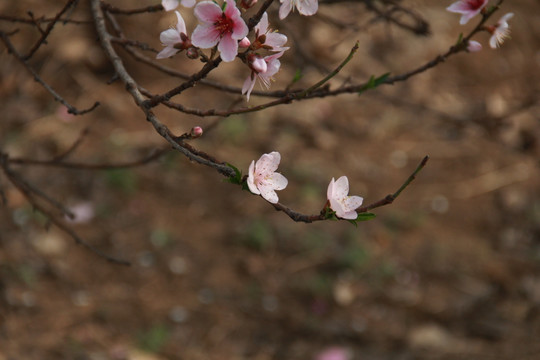 桃花源