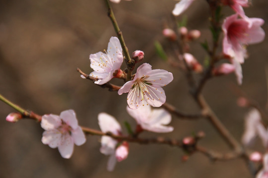 桃花源