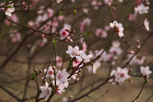 桃花源