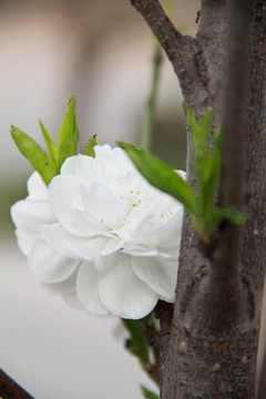 白色花蕾白色桃花