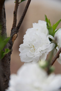 白色花蕾白色桃花