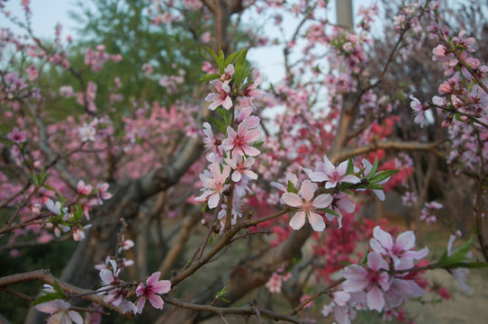 桃花