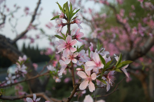 桃花