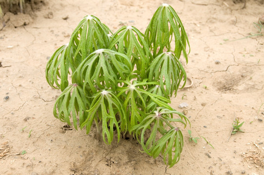 兔儿伞 药用植物