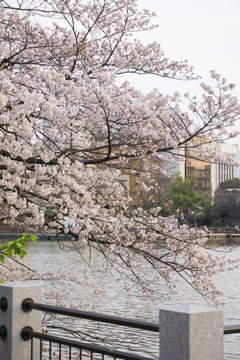 上野公园 樱花