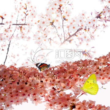 櫻花蝴蝶 背景素材 裝飾素材