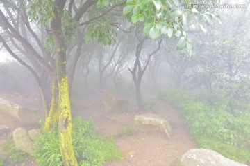 云雾小树林