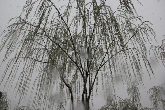 雪中新柳