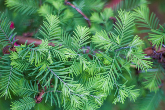 绿色清新植物