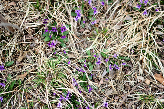 紫花地丁