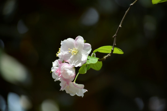 海棠花高清素材