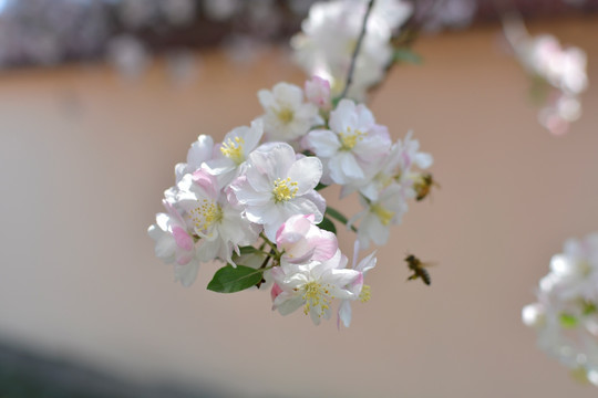 蜜蜂采花