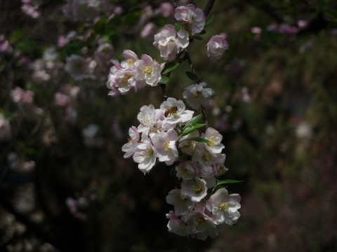 海棠花