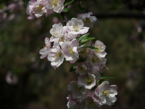 繁花似锦