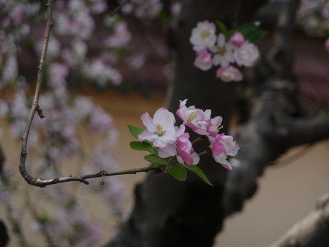 海棠花