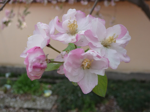 海棠花高清