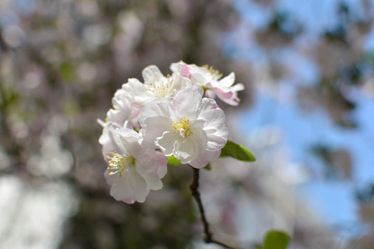 美丽海棠花