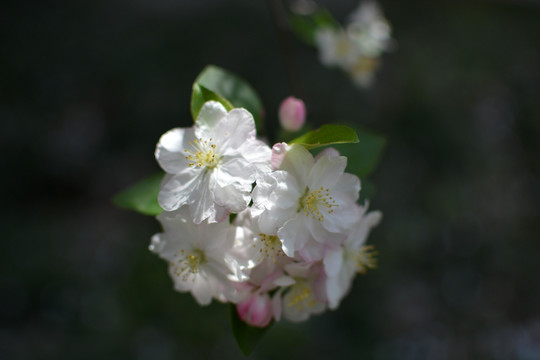 美丽海棠花