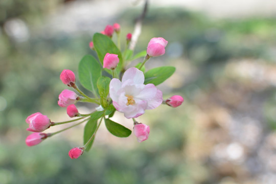 美丽海棠花蕾