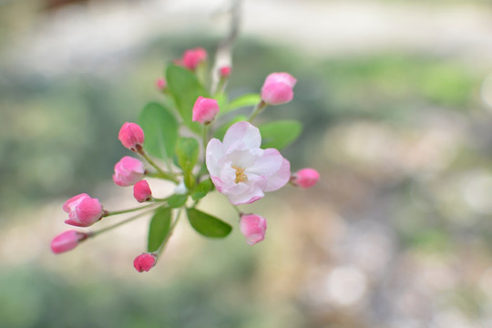 花蕾