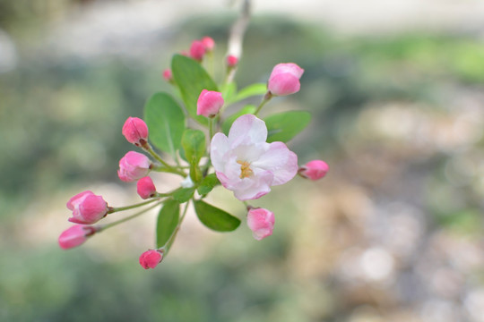 美丽海棠花