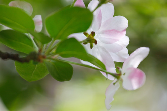 海棠花开 西府海棠