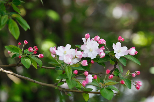 海棠花开 春暖花开