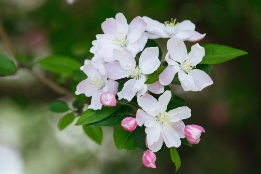 海棠花开 春暖花开