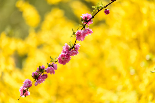 榆叶梅 梅花