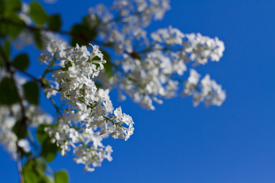 丁香花