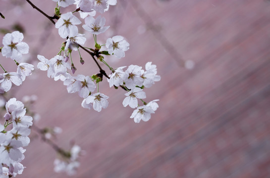 樱花